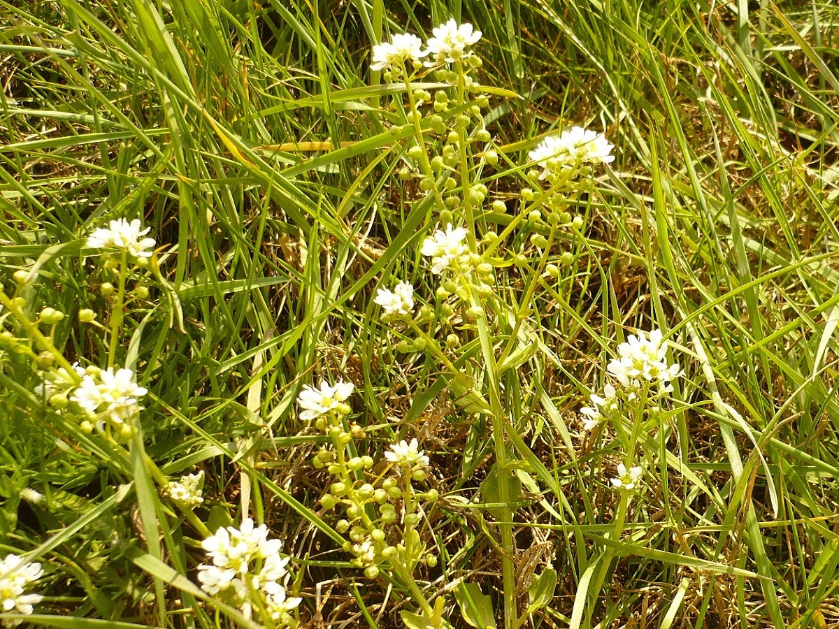 Cochlearia aestuaria (Brassicaceae)